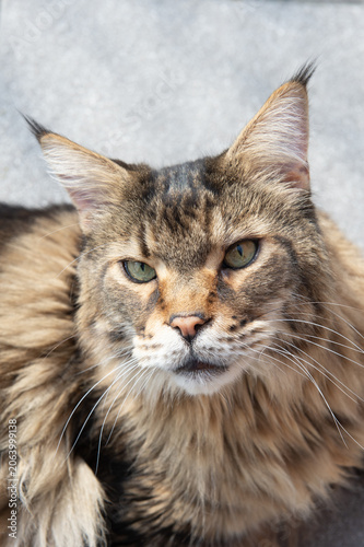 Porträt einer alten Maine Coon Katze
