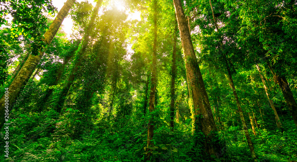 Fototapeta premium Tall green trees in a tropical forest with sunlight shining through the canopy. Natural carbon capture, biodiversity, sustainability and rich ecosystem. Climate resilience, natural carbon storage.