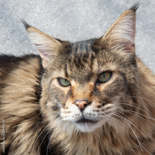 Porträt eines alten Maine Coon Katers