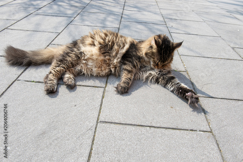 Alter Maine Coon Kater genießt die Frühlingssonne auf der Terrasse