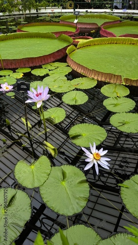 Fotografía Giant water lilies floating on a pond in Kew Gardens