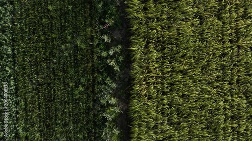 Mature Grain Field – Low Top Down Forward Telephoto Flight Along Field Border