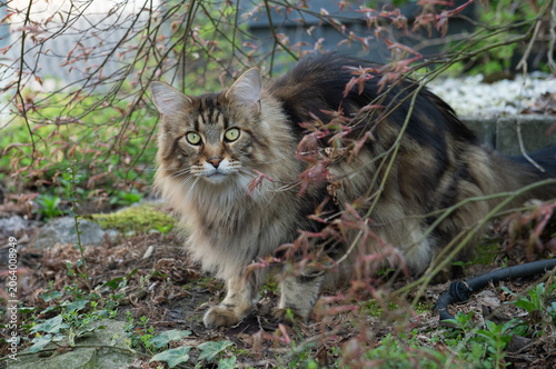 Maine Coon Katze im Vorgarten