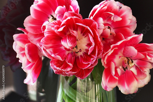 Bouquet of red and white tulips in transparent glass vase on black background with reflection in the mirror.