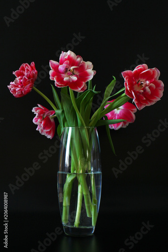 Bouquet of beautiful red tulips in transparent glass vase on black background.