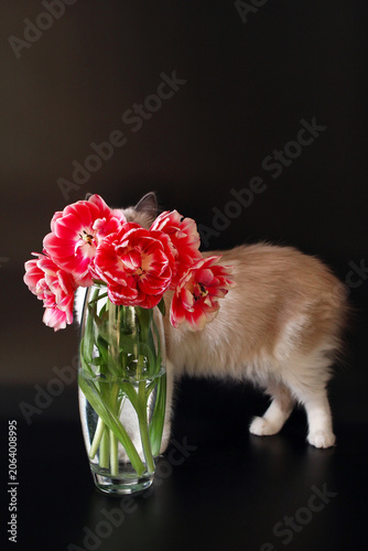 Beautiful fluffy cat is playing with bright red tulips in glass vase on black background.