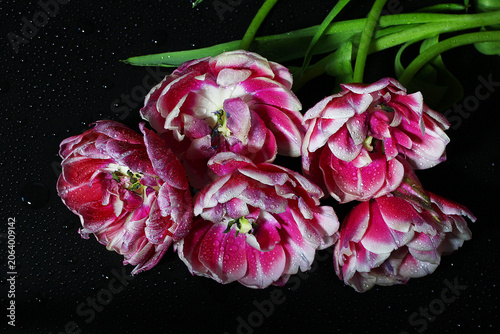 Top view on macro red and white tulips with water drops on black background.