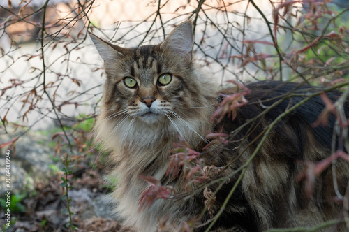 Maine Coon Katze im Vorgarten