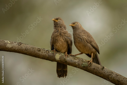 Two birds perched on a branch against a soft-focus natural background.
