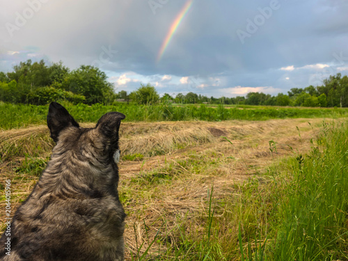 Vászonkép A dog watches a rainbow