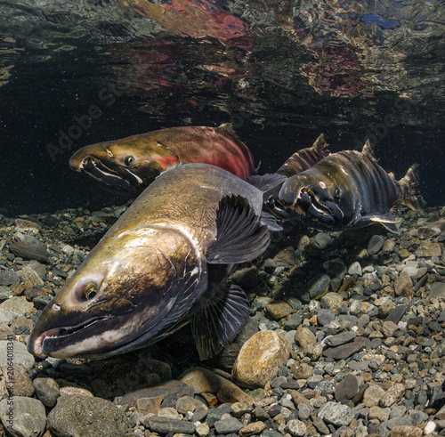 Female Coho Salmon (Oncorhynchus kisutch) excavating her redd followed by her alpha male and an entourage of prospective mates. Alaska, USA