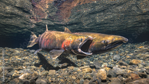 A male Coho Salmon attempting to stimulate a female to spawn by gaping at her. Alaska, USA