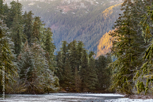 Salmon stream in early December when the sum does not reach the valley floor due to low sun angle. Gulls are foraging on salmon remains. Alaska, USA