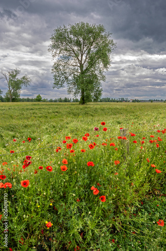 Floodplain meadow with solitary oak tree, flowering poppies and dramatic sky on the Dutch side of the river Meuse in Limburg 