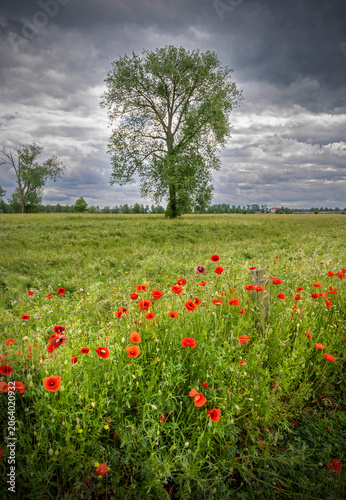 Floodplain meadow with solitary oak tree, flowering poppies and dramatic sky on the Dutch side of the river Meuse in Limburg (with vignet)