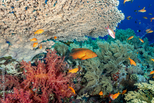 Cuadro en lienzo Egypt, Sharm El Sheikh, Coral Grouper (Cephalopholis miniata) among Anthias and