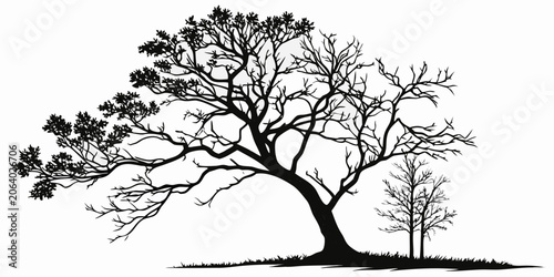 Fotografie Black and white silhouette of a large spreading tree with a smaller tree in a me