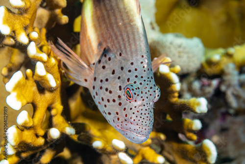 Cuadro en lienzo Egypt, Sharm El Sheikh, Black-side Hawkfish (Paracirrhites forsteri), Forster's
