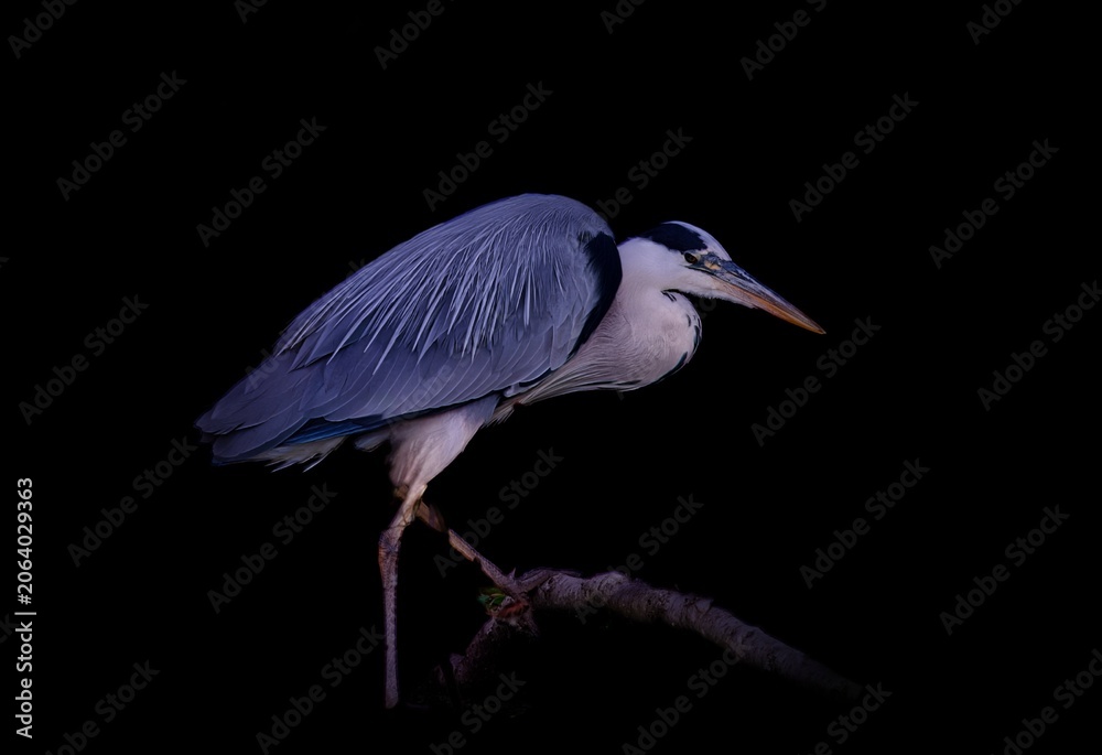 Fototapeta premium great blue heron