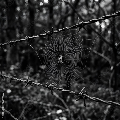 Spiderweb on Barbed Wire Fence in Dark Forest