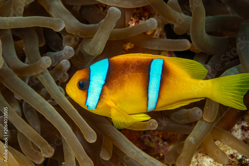 Tableau sur toile Egypt, Sharm El Sheikh, Red Sea clownfish (Amphiprion bicinctus), Two-banded Ane
