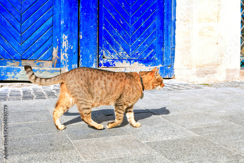 Tabby cat with collar walks on street past blue wooden gate, side view
