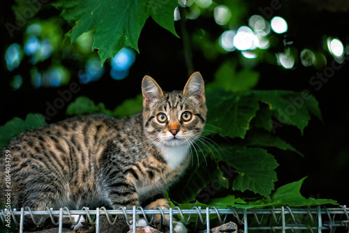 Cute worried tabby kitten sitting outdoor among green leaves on metal fence and stare