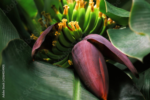 Large reddish purple banana inflorescence (Musa) grow in tropical forest