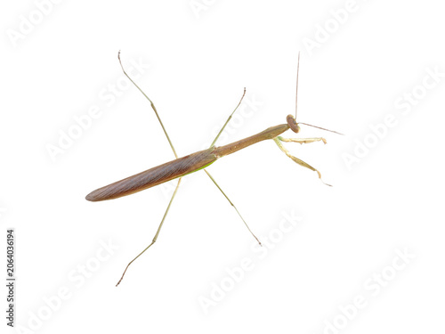 Close-up image of praying mantis insect isolated on white background.