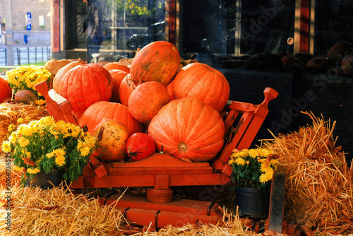 Orange pumpkins on wooden cart, yellow potted mums and hay at autumn harvest festival