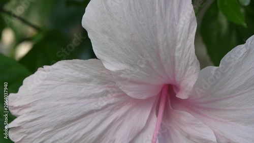 Extreme Close-Up of White Hibiscus Flower Bloom in Natural Daylight