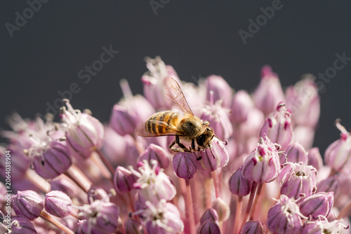 Bee collecting nectar from pink flowers against a dark background