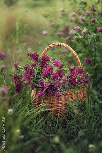 Still life. A photograph of a bouquet of flowering clover in a basket.