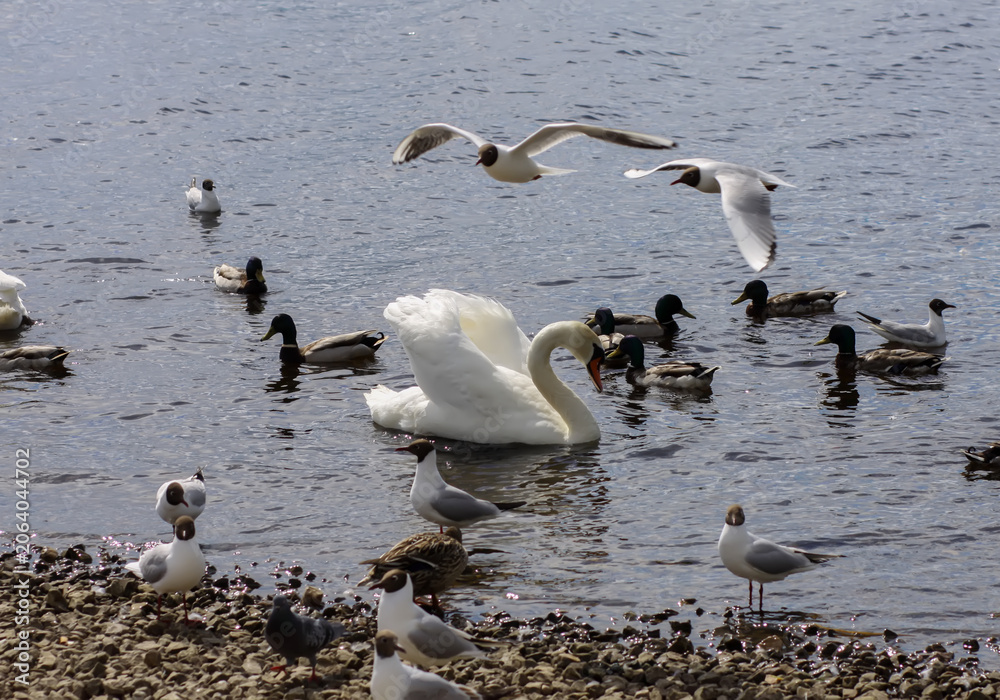 Fototapeta premium Wildlife riverside scene with swan and ducks walking over washed limestone gravel near water.