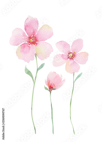Delicate Pink Watercolor Wildflowers Illustration with Soft Botanical Stems and Leaves on white background