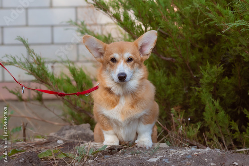 Cute funny Welsh Corgi puppy on a leash on a summer walk on the grass