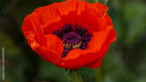 The bright red flower of the oriental poppy is close up. Natural background or wallpaper.
