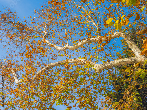 Tableau sur toile Autumn plane tree branches against clear blue sky