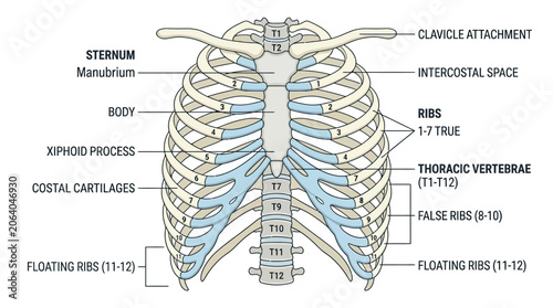 Konstfotografi Detailed anatomical illustration of a human ribcage with labeled parts, including sternum, ribs, thoracic vertebrae, and costal cartilages, against a clean white background