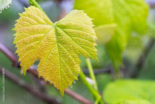Water Drops Form on a Grape Leaf after a Spring Shower