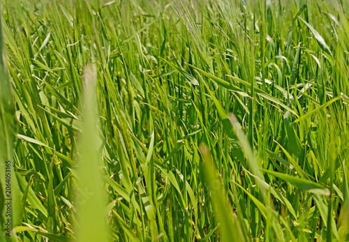 Close-up perspective shot of vibrant green young wheat blades and grass growing densely in an agricultural field under bright natural daylight during the spring season.
