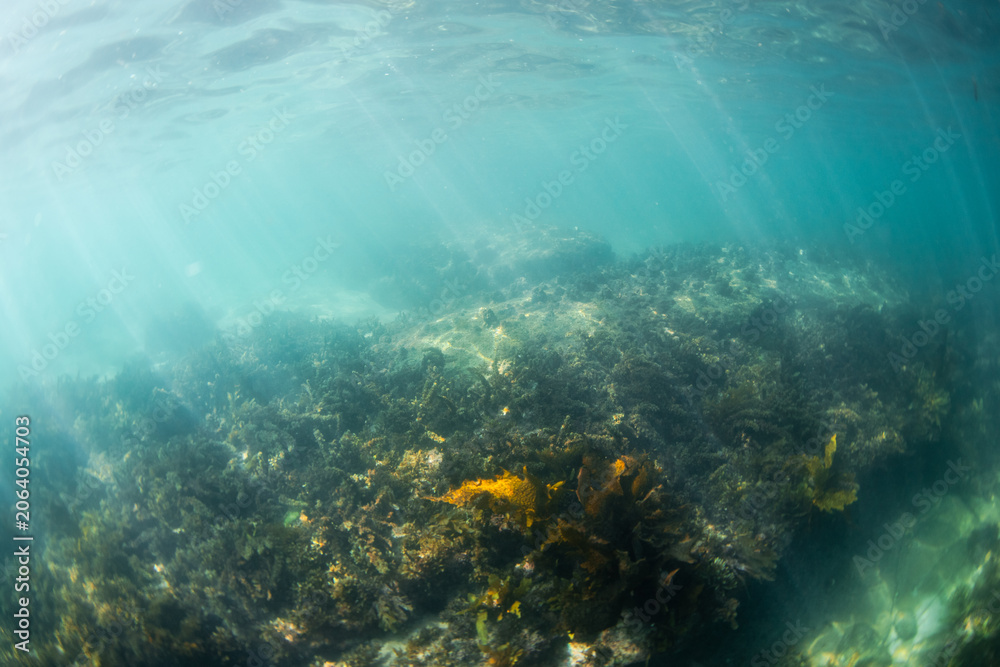 Fototapeta premium Kelp seaweed reef view underwater in the blue ocean.