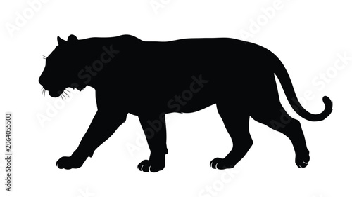 Fotografie Cougar Walking Silhouette Against White Background puma