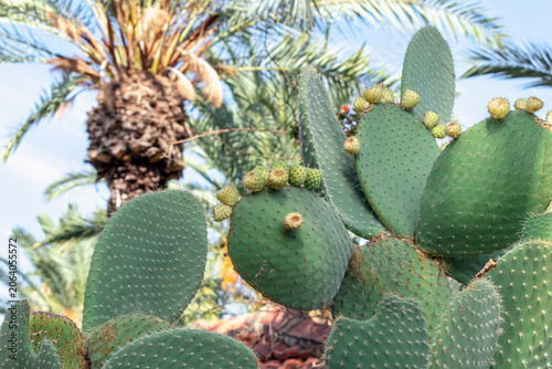 Prickly pear cactus (Opuntia) with green pads and young fruits against a blurred date palm and blue sky in Alanya, Turkey. Horizontal tropical landscape