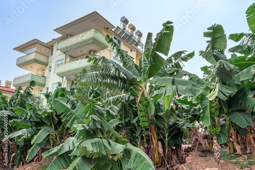 Urban agriculture in Alanya: Green banana palm with heavy fruit clusters growing in front of a modern residential building. Horizontal shot showcasing the unique mix of city life and farming in Turkey