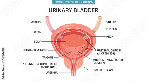 Foto Detailed anatomical illustration of a human urinary bladder with labeled parts on a clean white background