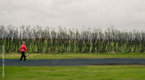 Woman in red winter warm clothing walks along a path next to a line of hedges in a grassy field. Woman active outdoors, Icelandic landscape iceland