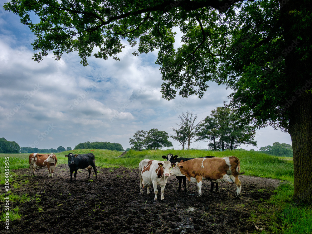 Fototapeta premium Landscape Achterhoek, Gelderland province, The Netherlands