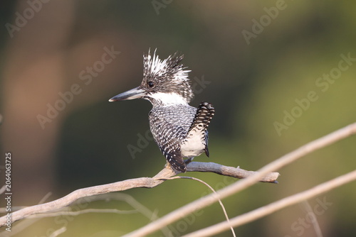 Photography Crested kingfisher (Megaceryle lugubris continentalis) is a very large kingfisher that is native to parts of southern Asia