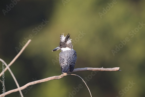 Photography Crested kingfisher (Megaceryle lugubris continentalis) is a very large kingfisher that is native to parts of southern Asia